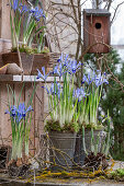 Zwerg-Iris (Iris reticulata) 'Clairette in Blechtöpfen und Schneeglöckchen (Galanthus) mit Erdballen auf Gartentisch