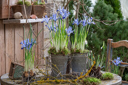 Zwerg-Iris (Iris reticulata) 'Clairette und Schneeglöckchen in kleinen Blechtöpfen auf Gartentisch beim Umpflanzen