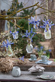 Zwerg-Iris (Iris reticulata) 'Clairette' in kleinen Glasvasen am Baum hängend, hängende Blumensträuße