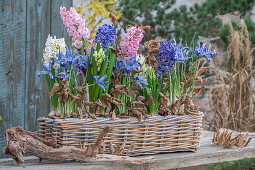 Zwerg-Iris (Iris reticulata) 'Clairette' und Hyazinthen in Blumenkasten auf der Terrasse