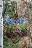Zwerg-Iris (Iris reticulata) 'Clairette' in Blumenampel