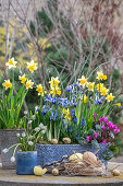 Daffodils Tete a Tete;Muscari, White Magic; Iris reticulata;Clairette