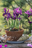Iris reticulata;Purple Hill;