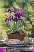 Iris reticulata;Purple Hill;