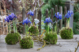 Iris reticulata;Harmony;Puschkinia