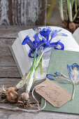 Iris reticulata;Harmony