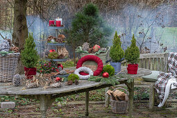 Weihnachtliche Etagere mit Kerzen, Zapfen, Christbaumkugeln, Moos, Zuckerhut-Fichte 'Conica' (Picea glauca) auf Gartentisch