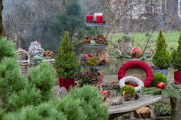 Winterdeko im Garten mit Etagere aus Kerzen, Zapfen, Christbaumkugeln, Moos, Zuckerhut-Fichte 'Conica' (Picea glauca)