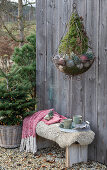 Zuckerhutfichte 'Conica' (Picea glauca) in Blumenampel mit Christbaumkugeln als Weihnachtsdekoration an Hauswand,  Sitzbank mit Kaffeetassen im Garten