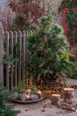 Weihnachtsdekoration im Garten, Kiefer als Christbaum, Schale aus Äpfeln, Zapfen, Kerzen, Lichterkette und Baumstumpfkerzen