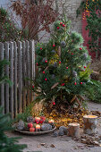 Weihnachtsdekoration im Garten, Kiefer als Christbaum, Schale aus Äpfeln, Zapfen, Kerzen, Lichterkette und Baumstumpfkerzen auf der Terrasse