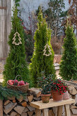 Weihnachtliche Terrasse, Zypressen im Topf, Stechpalme (Ilex) und Äpfel im Korb,  Christbaumanhänger und Holzstoß