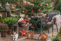 Geschmückter Christbaum neben Sitzplatz auf der Terrasse mit Topfpflanzen und Hund