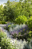 Lushly overgrown path in summer garden