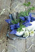 Mit Traubenhyazinthen (Muscari) gefüllte Eierschalen und Narzissen (Narcissus) im Emailletopf, Osterdeko