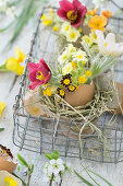 Arrangement aus Schlüsselblumen (Primula veris) in Eierschale und Küchenschelle (Pulsatilla) und Nestchen aus Heu im Drahtkorb