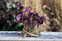 Orientalischer Nieswurz (Helleborus orientalis) im Topf mit Wintergrasmanschette