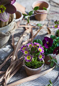 Blumentöpfe mit Orientalischer Nieswurz (Helleborus orientalis) und Primeln (Primula)