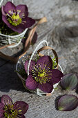 Arrangement mit Orientalischer Nieswurz (Helleborus orientalis), im Körbchen