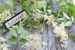 Gestempeltes Schild wird auf Jeansstoff genäht, umgeben von Holunderblüten (Sambucus Nigra)