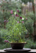 Checkerboard flower (Fritillaria) in planter