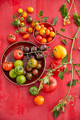 Diverse bunte Tomatensorten