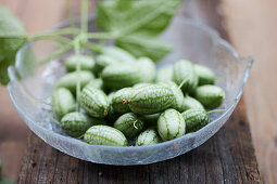 Mexican mini cucumber (Melothria scabra)