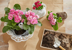 Plant primroses in porcelain cake moulds