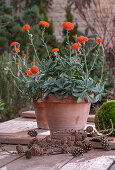 Kreuzkraut (Senecio cephalophorus) 'Orange Flame' in Blumentöpfen und Lärchenzweige auf der Terrasse