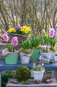 hyacinths; Primula; Crocus; 'Vanguard';