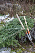 Nordmanntanne zerlegen und die Zweige zum Abdecken gegen starke Fröste im Januar oder Februar verwenden