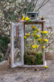 Winterlinge (Eranthis) eingepflanzt in Windlicht auf der Terrasse