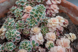 Dickblattgewächs, Sedum, Sukkulente 'Atlantis' in Blumenschale, Portrait