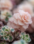 Dickblattgewächs, Sedum, Sukkulente 'Atlantis' in Blumenschale, Portrait