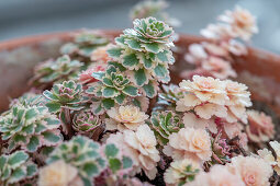 Dickblattgewächs, Sedum, Sukkulente 'Atlantis' in Blumenschale, Portrait