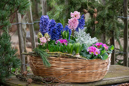 primroses; hyacinths; crocuses; daffodils; Senecio; 'Winter Whispers';