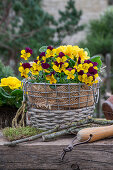 horned violets; Primroses