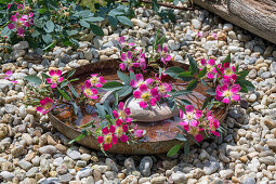 Blaue Hechtrose (Rosa glauca), einzelne Blüten auf Vogeltränke auf Kieselsteinen