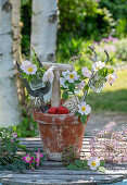 Wildrosenblüten (Rosa canina) oder 'Hundsrose', Blütendeko an Blumentopf mit Erdbeeren, Spaten und Schaufel, Blüten von Zierlauch