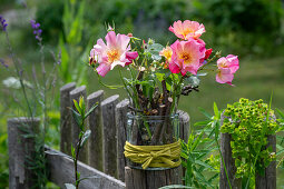 Strauchrose 'Herzogin Friederike' (Rosa), einzelne Blüten mit Steckhilfe, Zweigen in Glasvase auf Gartenzaun