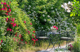 Weiße Büschelrose (Rosa multiflora) und rote Gallicarose (Rosa gallica) 'Scharlachglut' im Garten