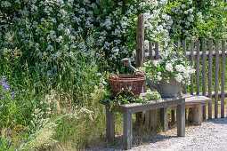 Weiße Büschelrose (Rosa multiflora), Zweige in alter Gießkanne und als Heckenrose