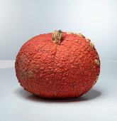 Red Warty (pumpkin variety from Holland)