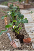 early strawberry; 'Elvira'; and garlic are good neighbors