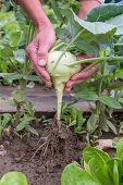 Kohlrabi, Mehlige Kohlblattlaus auf Kohlrabiblatt