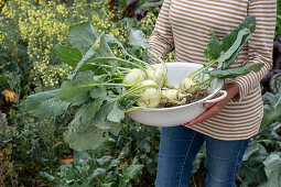 Kohlrabiköpfe in Schüssel, Mehlige Kohlblattlaus auf Kohlrabi