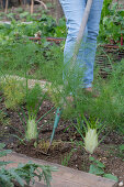 Chop a bed of bulbous fennel