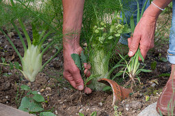 Weeding the bed with bulbous fennel