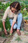 Weeding the bed with bulbous fennel