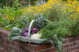 Ernte von Kohlrabi 'Azur' und Knollenfenchel 'Selma' vor Blumenbeet und Gemüsebeet